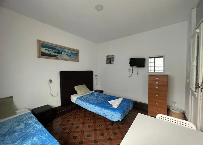 Eucalipto Las Palmas de Gran Canaria