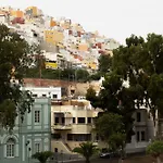 Eucalipto Las Palmas de Gran Canaria
