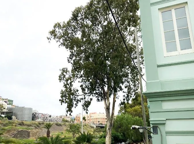 Eucalipto Λας Πάλμας ντε Γκραν Κανάρια