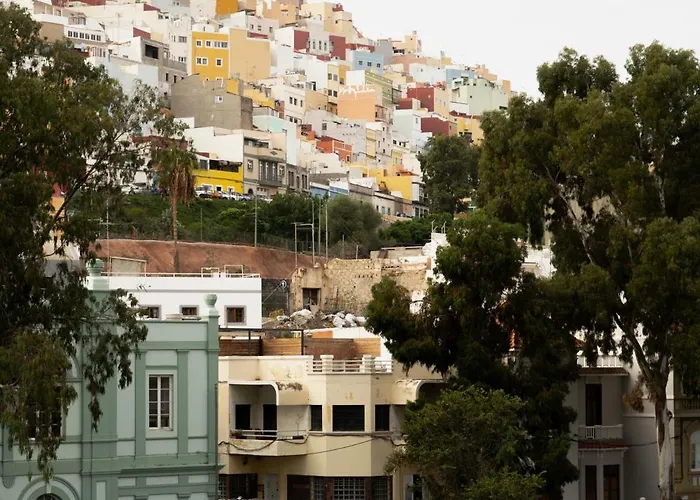 Eucalipto Λας Πάλμας ντε Γκραν Κανάρια